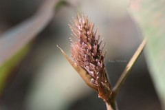 Flemingia stricta
